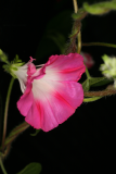 Ipomoea tricolor 'Heavenly Blue' RCP8-2014 220 although it is pink.JPG